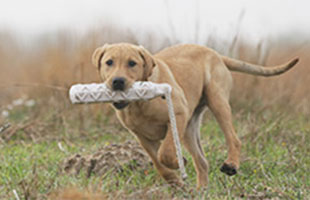 Basic Gun Dog Training - Duck Dog Trainer