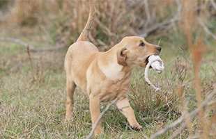 What Is a Duck Dog? - Retriever Training - Duck Dog Trainer