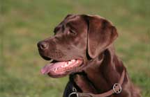 house trained labs for sale