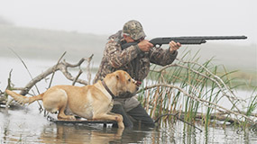 trained duck hunting labs for sale