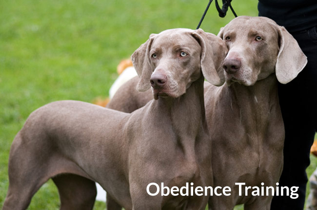 basic obedience training