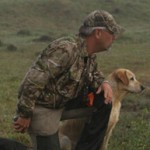 labrador retriever training for doves and geese