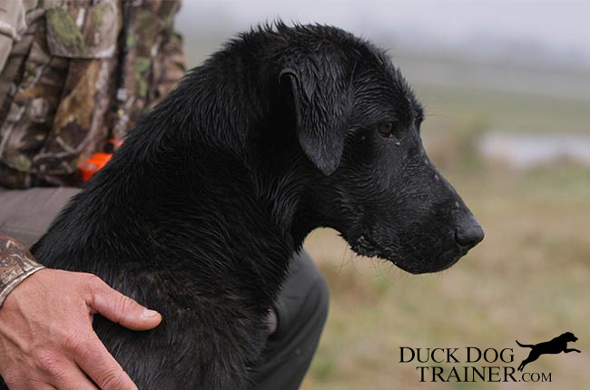 started duck dogs for sale