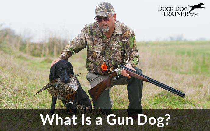 what is a gun dog