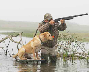 Tips For Your Dogs First Hunt 