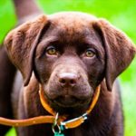 Labradors for sale