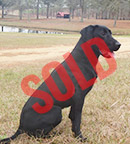 trained labs for sale