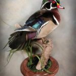 duck taxidermist