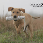 dog training mistakes