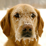 cold weather concerns for your duck dog