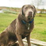 silver labradors