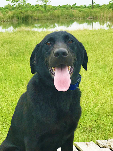 Trained Labs for Sale - Duck Dog Trainer