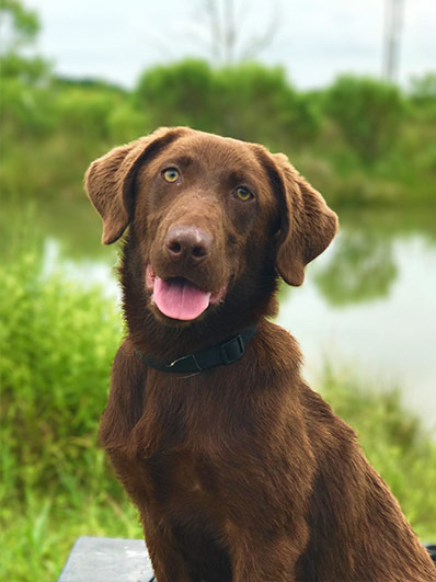 Trained Labs for Sale - Duck Dog Trainer