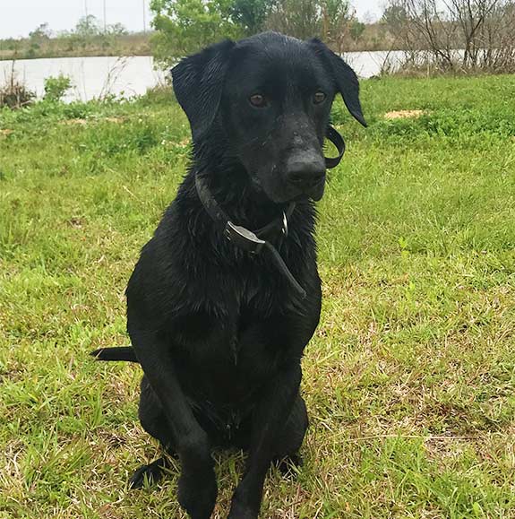 Trained Labs for Sale - Duck Dog Trainer