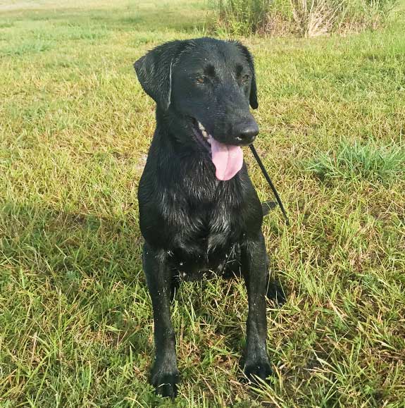 Trained Labs for Sale - Duck Dog Trainer