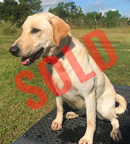 trained labs for sale