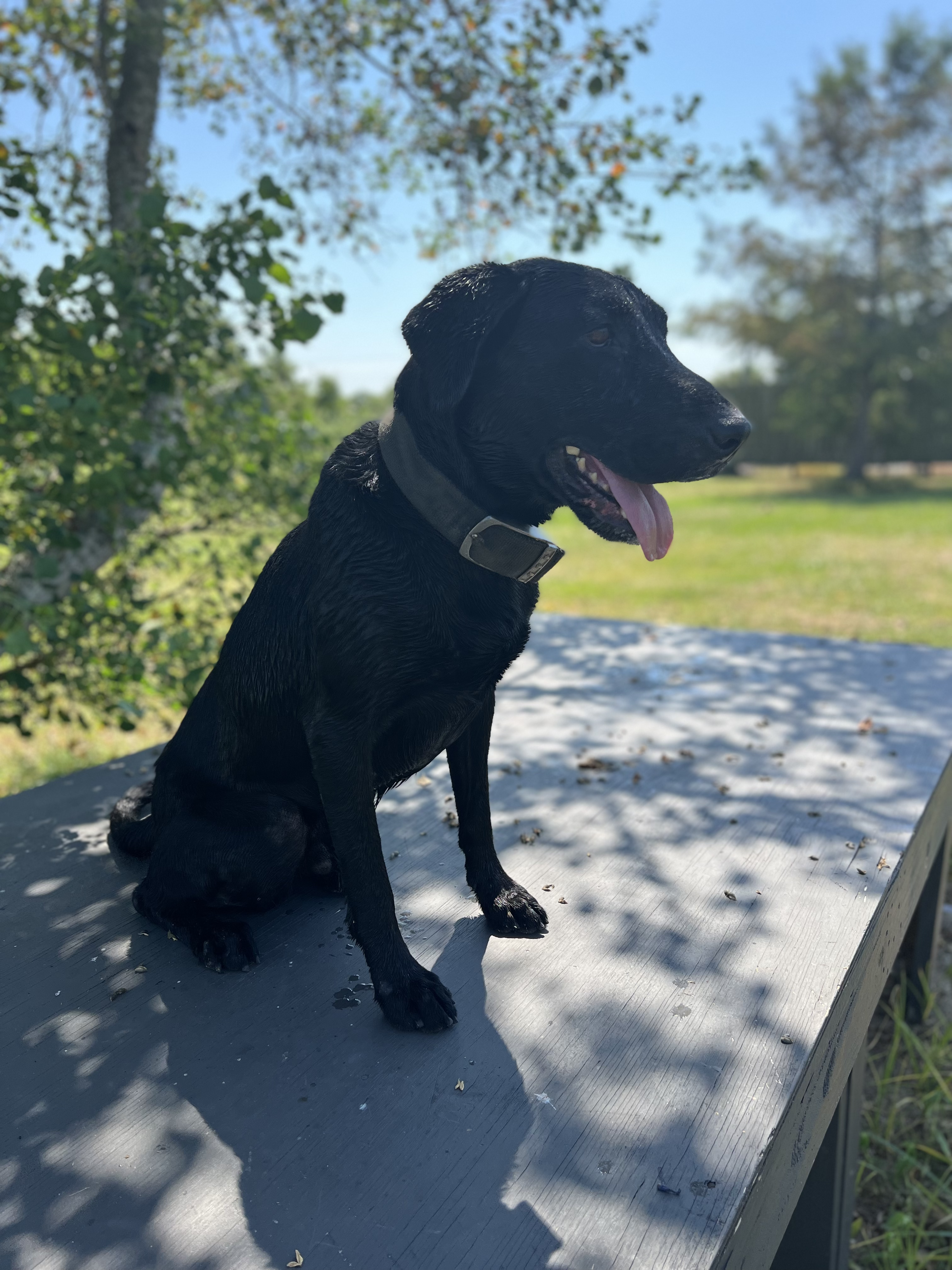 Trained Labs for Sale picture